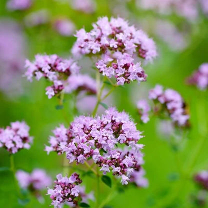 Hopley's Purple Oregano Seeds 