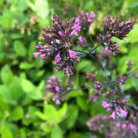 Hopley's Purple Oregano Seeds 