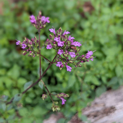 Hopley's Purple Oregano Seeds 