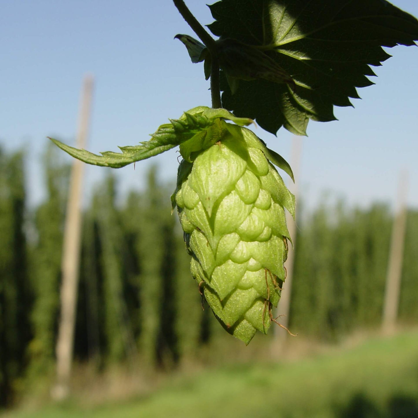 Hops Humulus lupulus Seeds