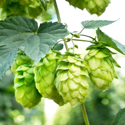 Hops Seeds - Herbal Plant for Home Gardens