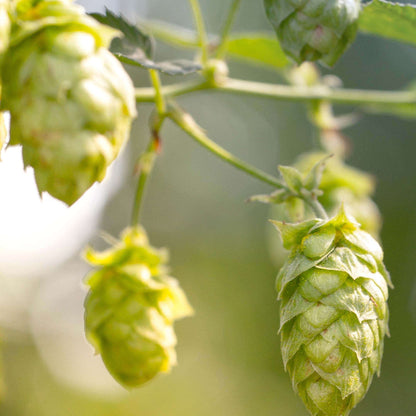 Hops Seeds - Herbal Plant for Home Gardens