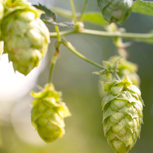 Hops Seeds - Herbal Plant for Home Gardens