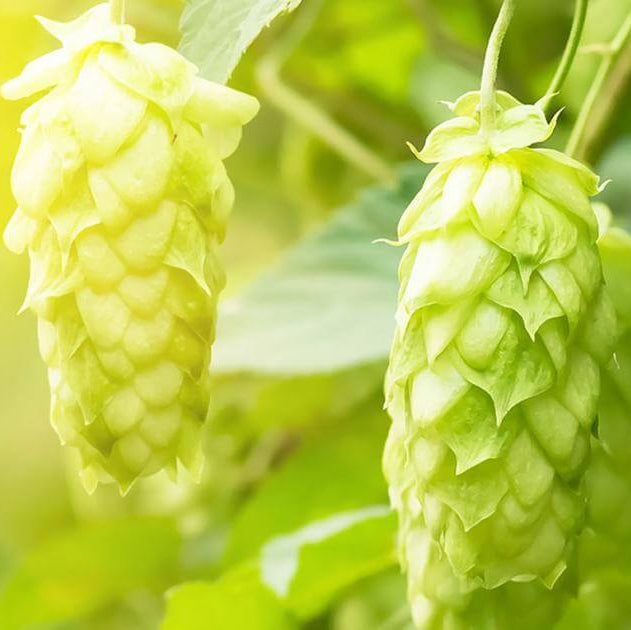 Hops Seeds - Herbal Plant for Home Gardens