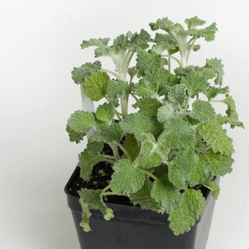 Horehound Seeds - Herbal Plant for Home Gardens