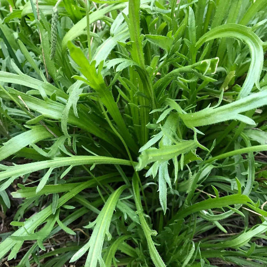 Horn Plantain Seeds 
