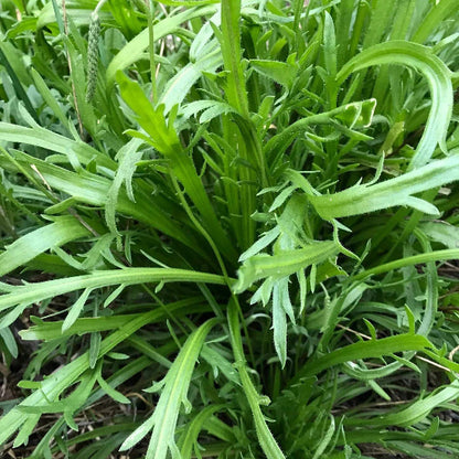 Horn Plantain Seeds 