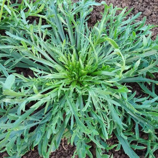 Horn Plantain Seeds 