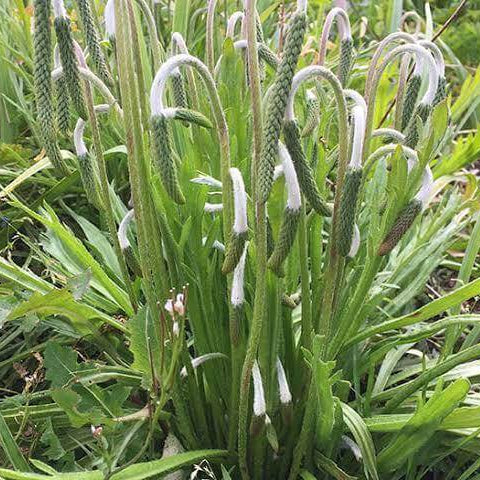 Horn Plantain Seeds 