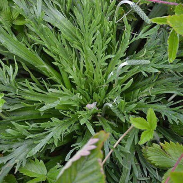 Horn Plantain Seeds 