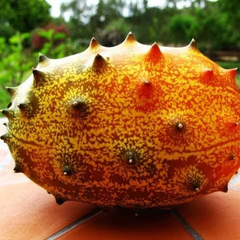 Horned Melon Seeds - Fruit Plant