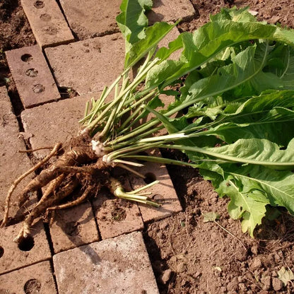 Horseradish Seeds