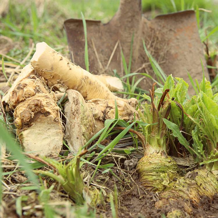 Horseradish Seeds