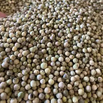 Horseradish Seeds