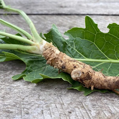 Horseradish Seeds