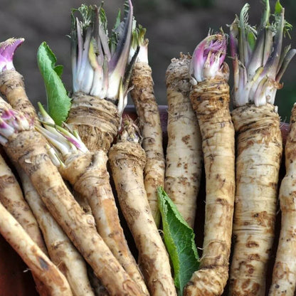Horseradish Seeds