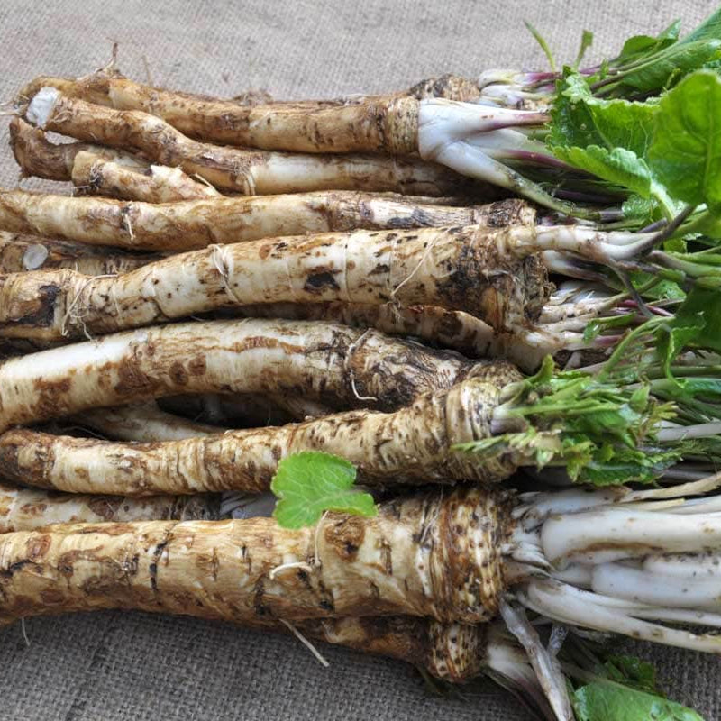 Horseradish Seeds