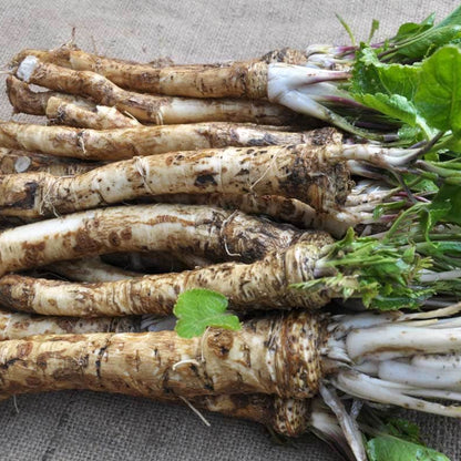 Horseradish Seeds