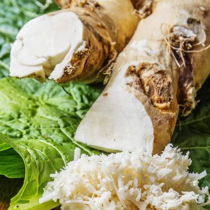 Horseradish Seeds