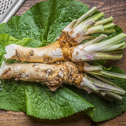 Horseradish Seeds