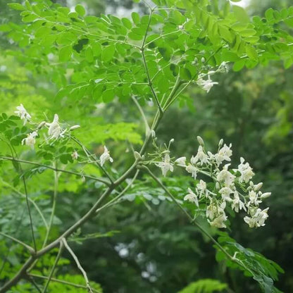 Horseradish Tree Seeds