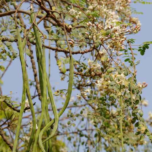 Horseradish Tree Seeds