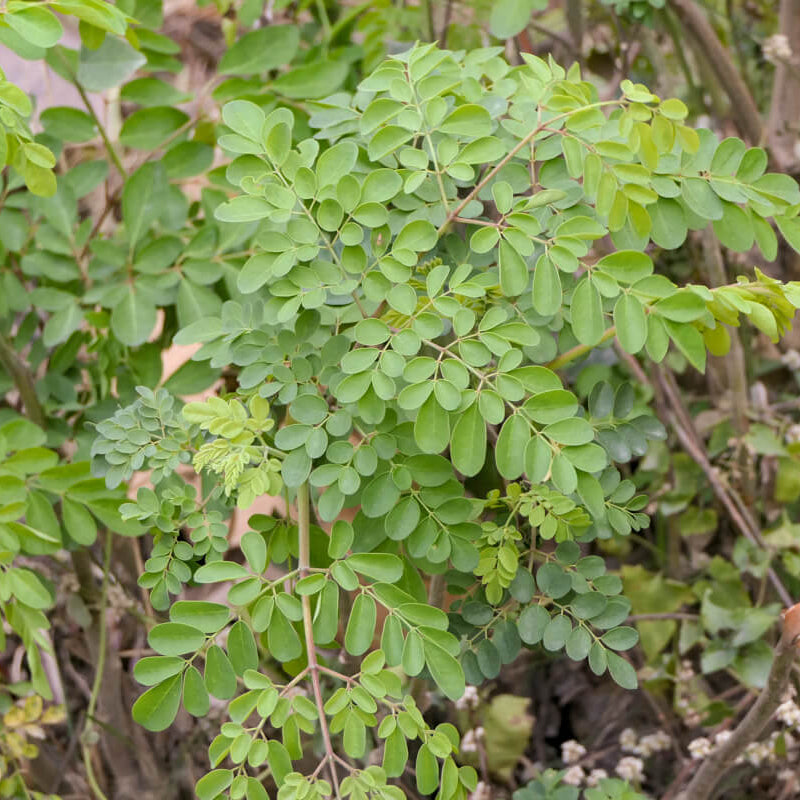 Horseradish Tree Seeds