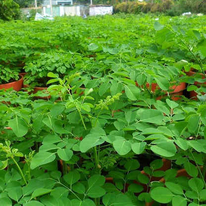 Horseradish Tree Seeds