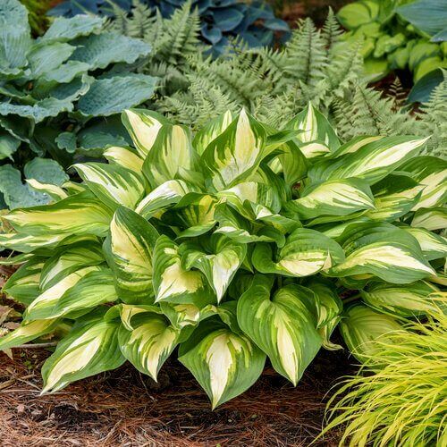 Hosta Perennial Seeds
