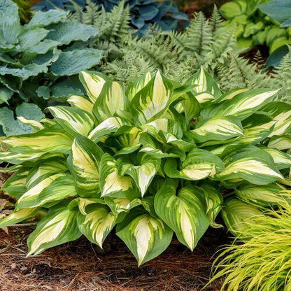 Hosta Perennial Seeds