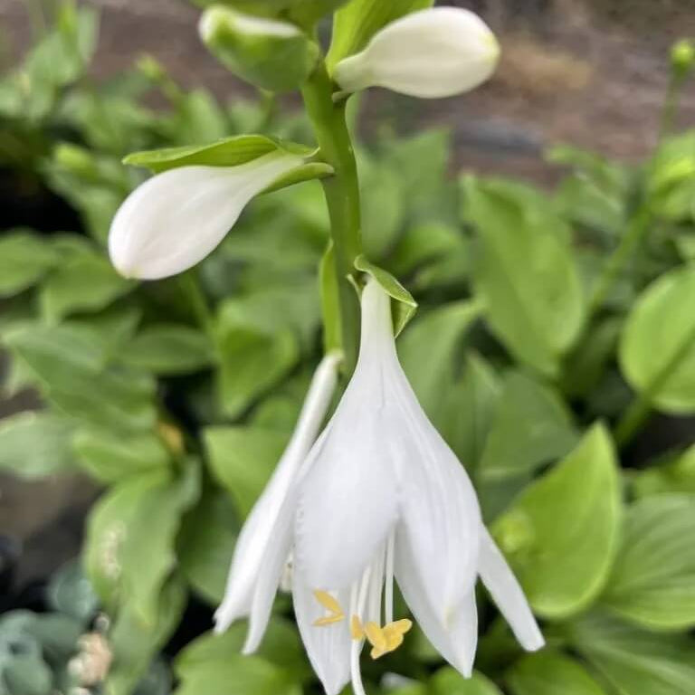 Hosta Plantaginea Seeds - Heirloom Flower Plant for Home Gardens