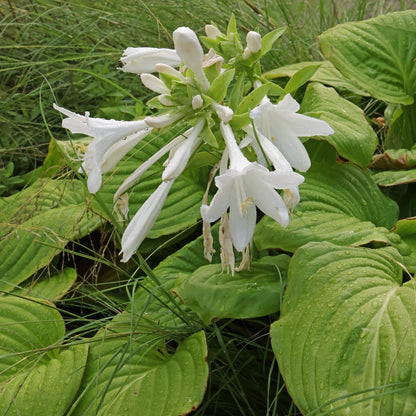 Hosta Plantaginea Seeds - Heirloom Flower Plant for Home Gardens