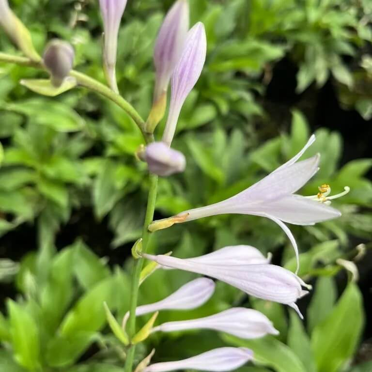 Hosta Plantaginea Seeds - Heirloom Flower Plant for Home Gardens