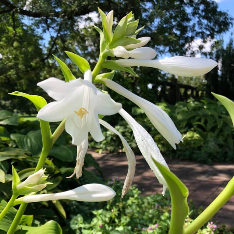 Hosta Plantaginea Seeds - Heirloom Flower Plant for Home Gardens