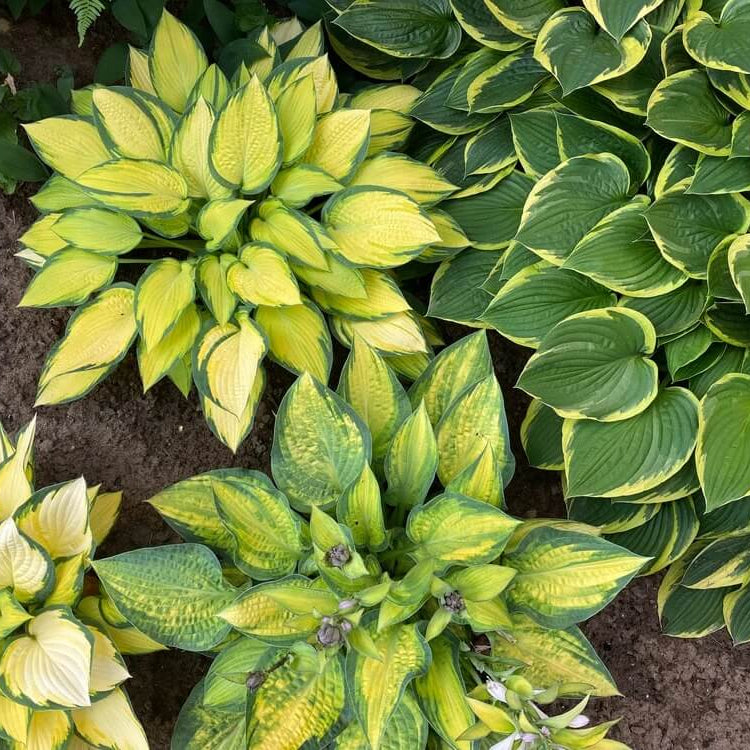 Hosta Seeds