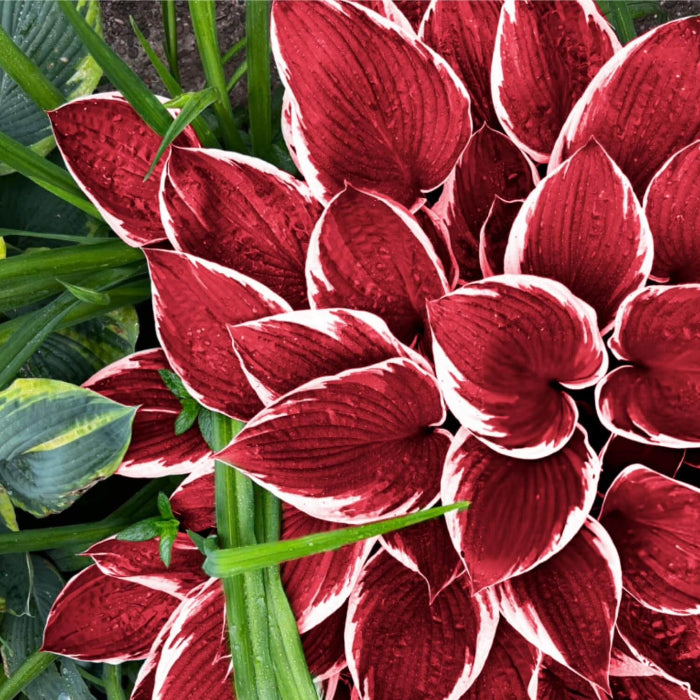 Hosta Seeds - Flower Plant for Home Gardens