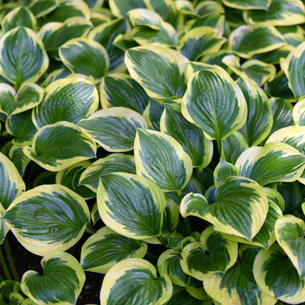 Hosta Seeds
