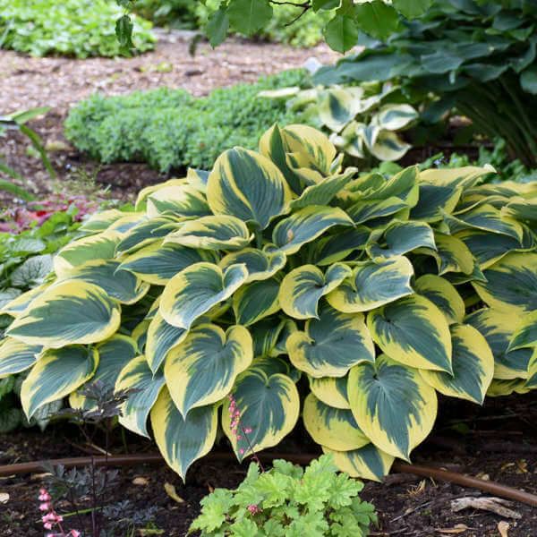 Hosta Seeds