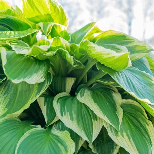 Hosta Seeds