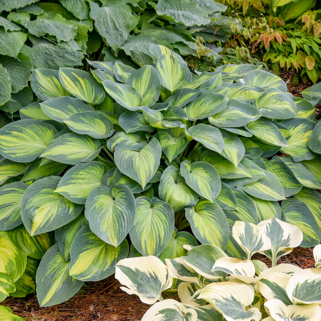 Hosta Seeds