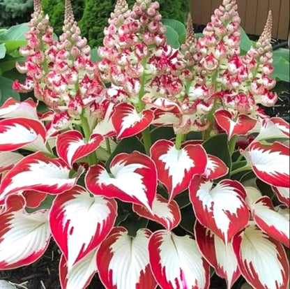 Hosta Seeds - Flower Plant for Home Gardens