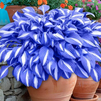 Hosta Seeds 