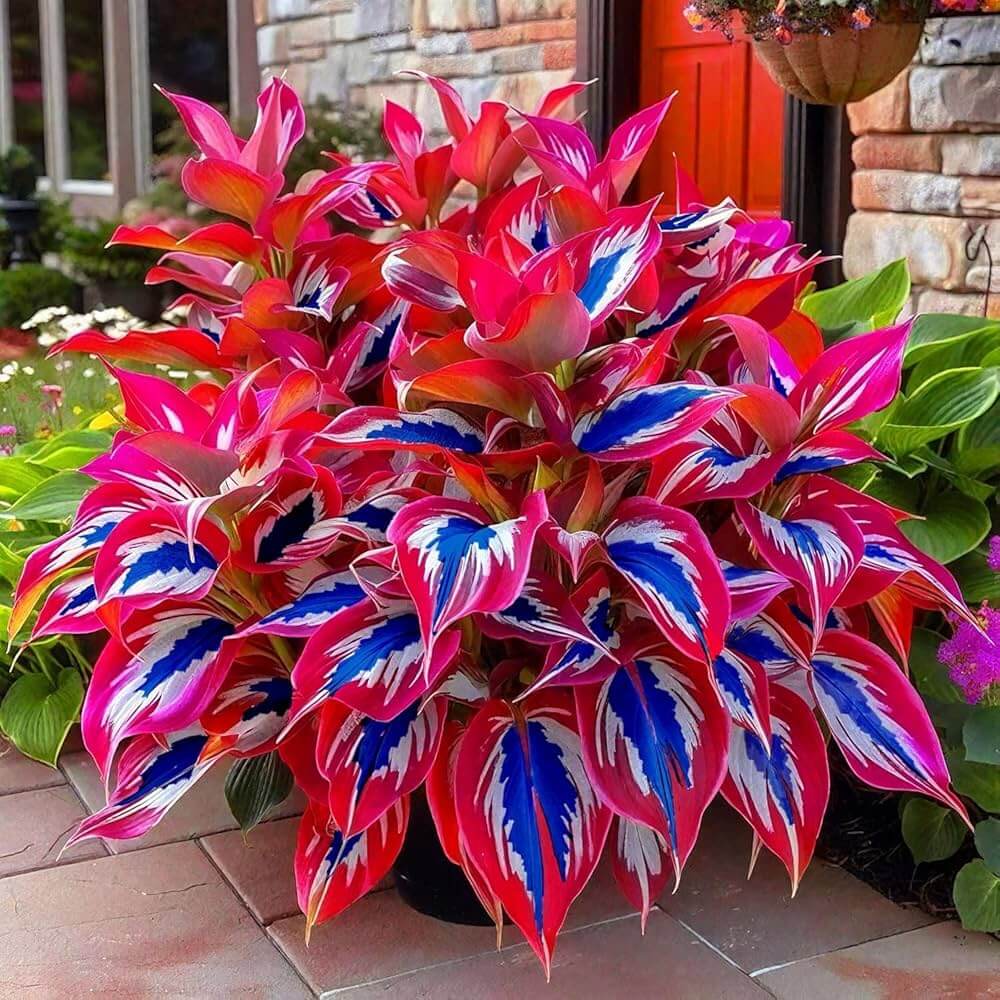 Hosta Seeds - Flower Plant for Home Gardens