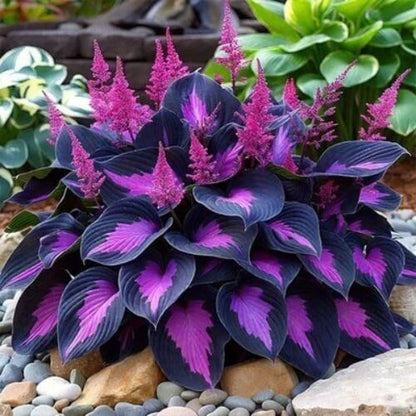 Hosta Seeds 