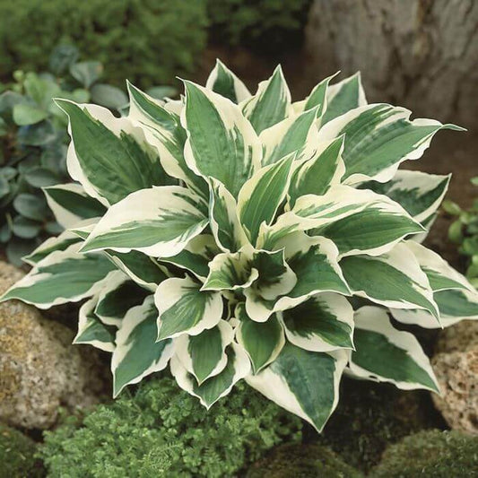 Hosta Seeds for Planting
