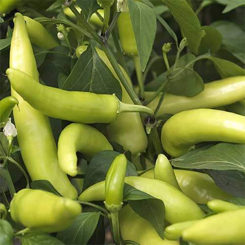 Hot Banana Pepper Seeds - Vegetable Plant