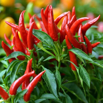 Hot Chili Pepper Seeds