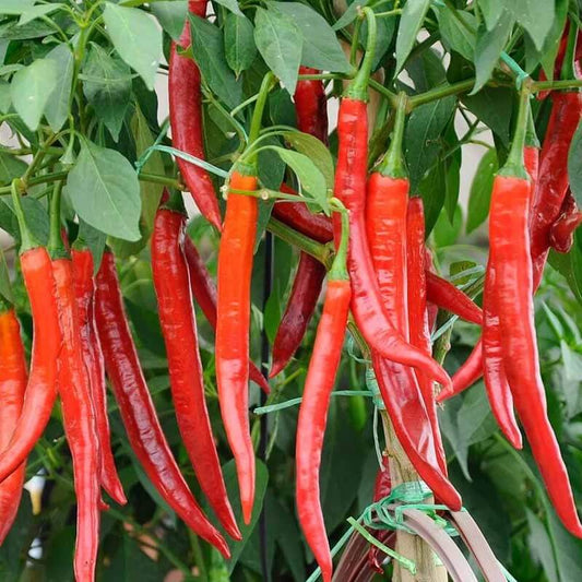 Hot Chili Pepper Seeds