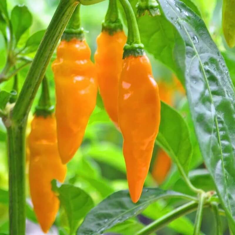Hot Datil Pepper Seeds 