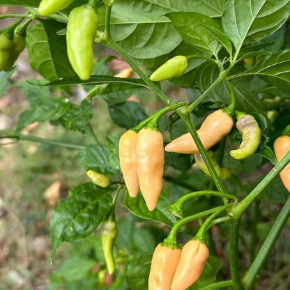 Hot Datil Pepper Seeds 